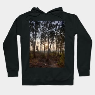 Sunset through trees Hoodie